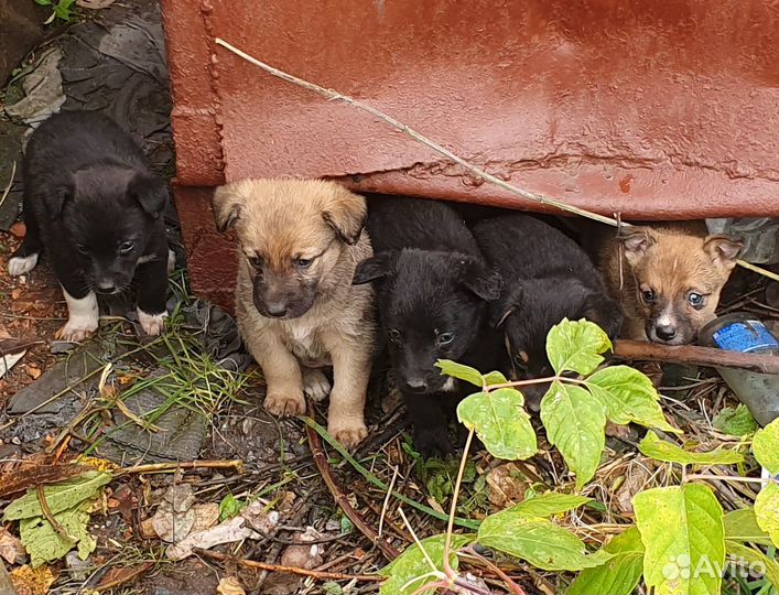 Пристроить щенков