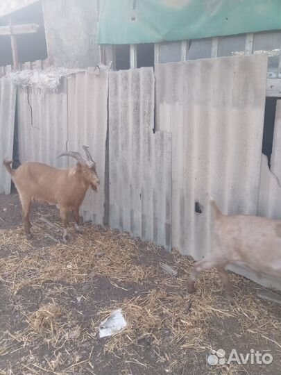 Козлы нубийская