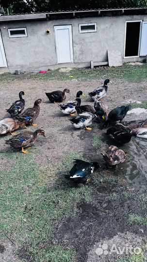 Утки Руанские