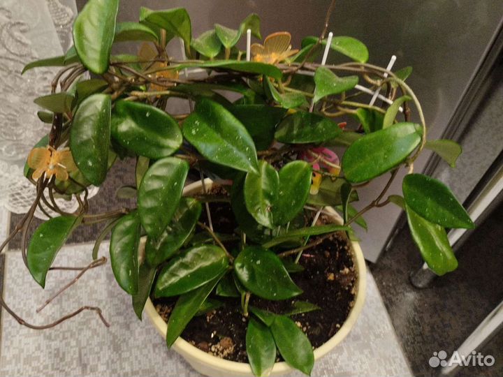 Хойя карноза