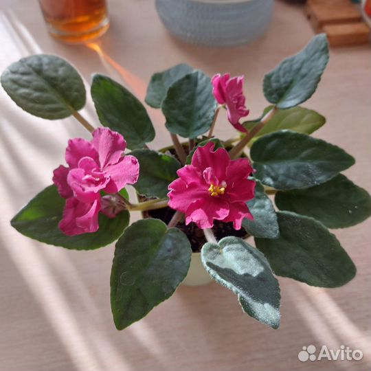 Фиалка в горшках