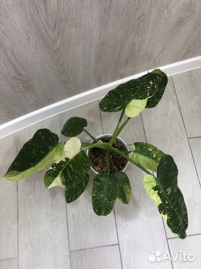 Имбе Вайт Марбл