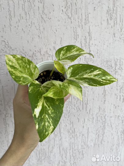 Эпипремнум золотистый