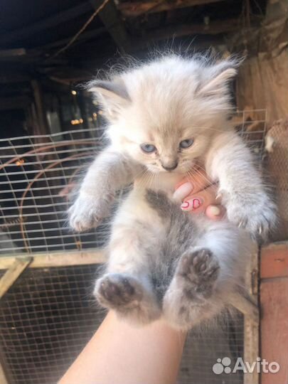 Котята в добрые руки бесплатно