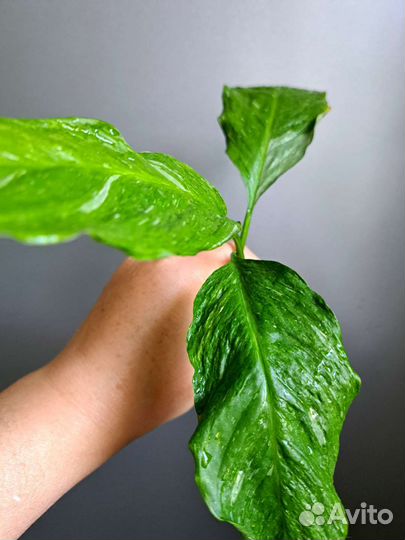 Спатифиллум даймонд Сингониум