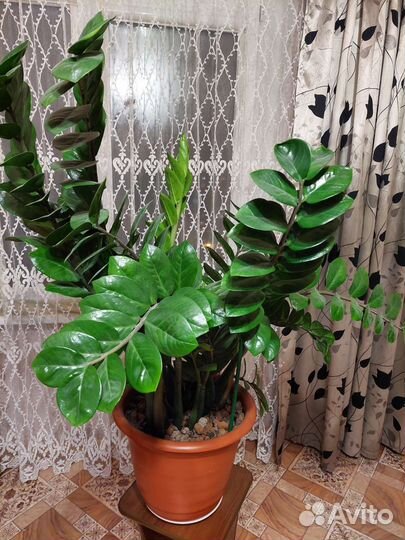 Замиокулькас