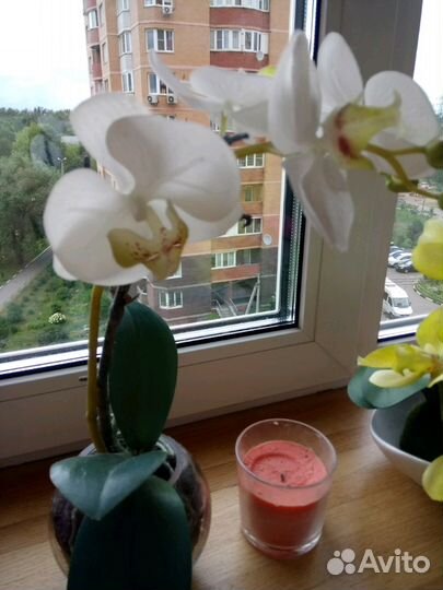 Интерьерная орхидея жёлтая