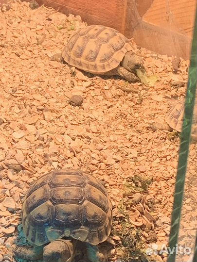 Сухопутная балканская черепаха