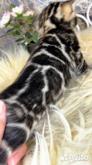 Бенгальские котята серебро и золото