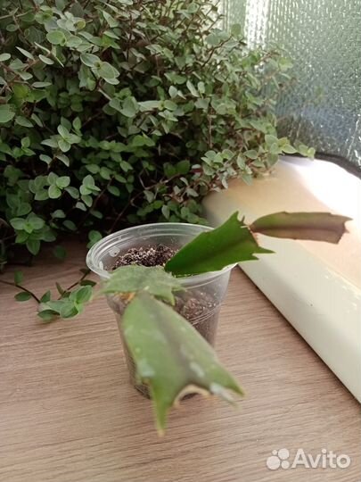 Декабрист шлюмбергера