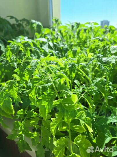 Рассада помидоров томатов