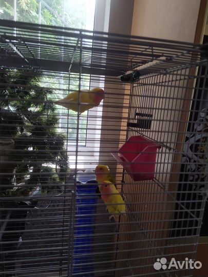 Попугай неразлучники с клеткой