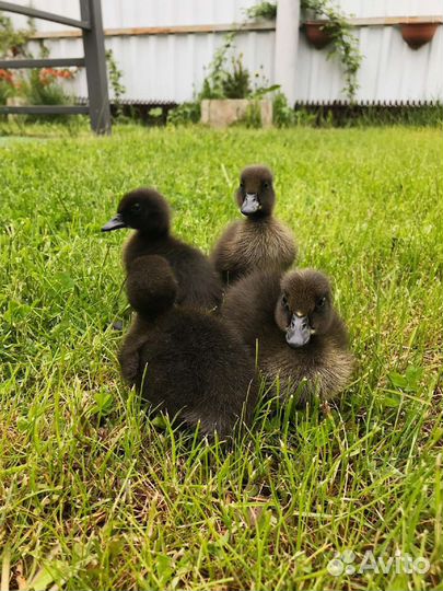 Инкубационное яйцо индийского бегунка