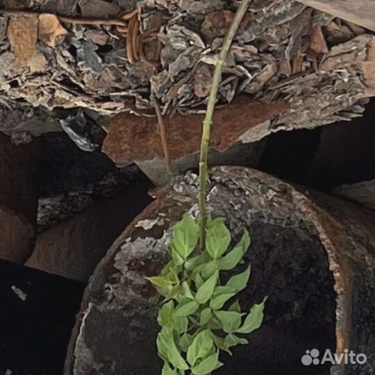 Труба новая 159х18 мм