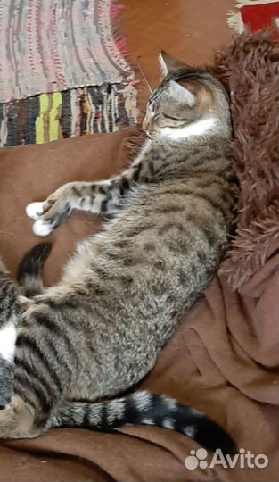 Котик- метис ориентала