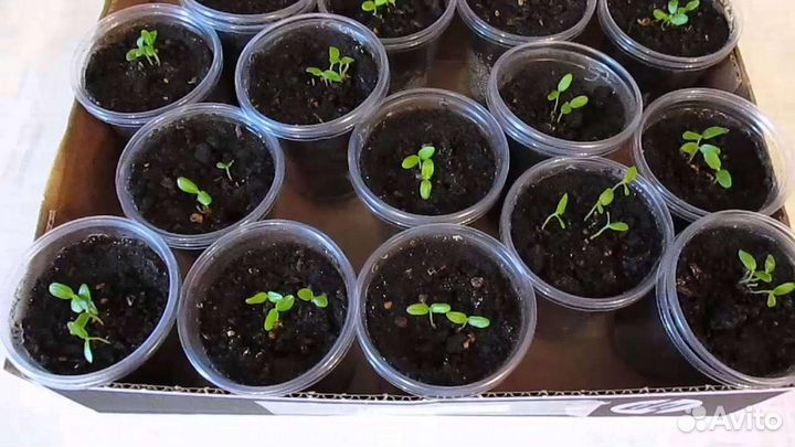 Шелковица семена (тутовник)