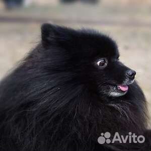 Шпиц девочка