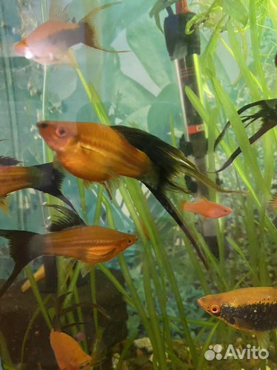 Рыбки меченосцы