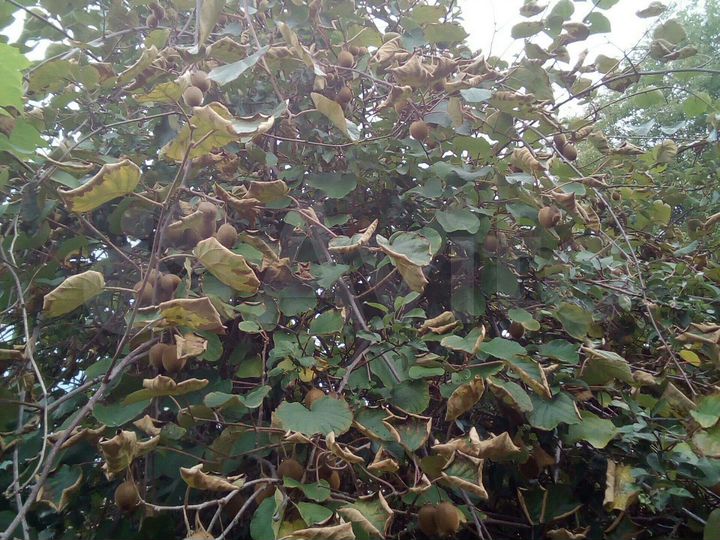 Участок 6,5 сот. (СНТ, ДНП)