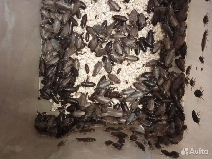 Мраморные тараканы