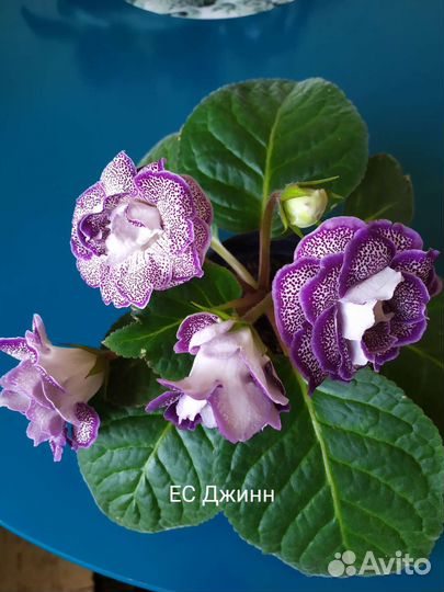 Клубни махровых глоксиний с ростками