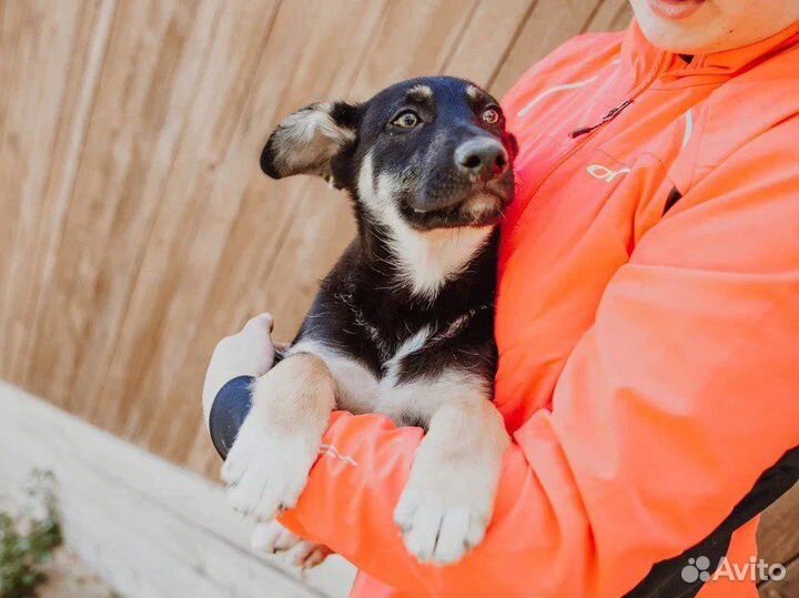 Щенок в добрые руки