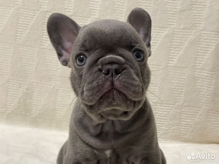 Французский бульдог лиловый