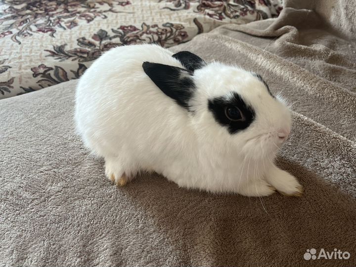 Карликовый кролик с клеткой