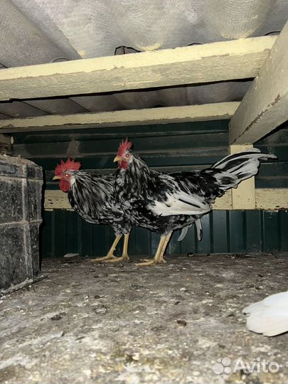 Леггорн далматинец