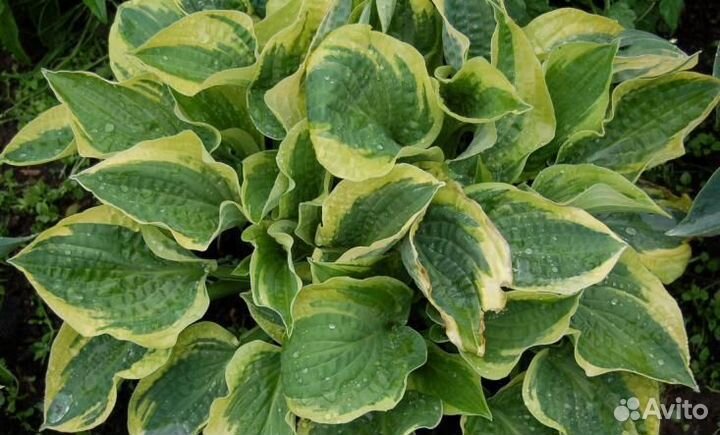 Многолетние садовые цветы