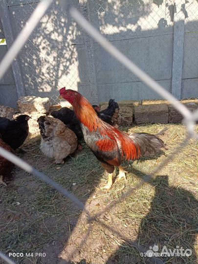 Бойцовые петухи