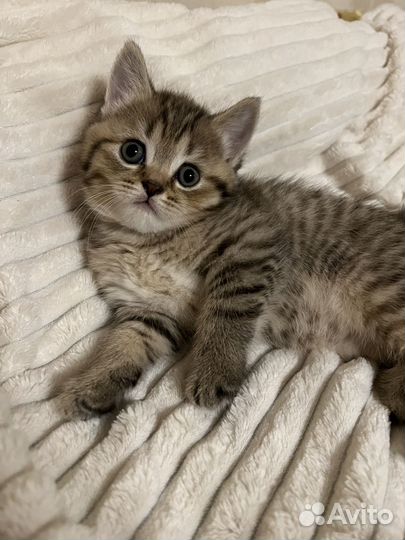 Шотландские котята