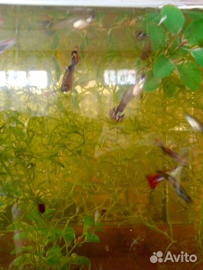 Рыбки гуппи