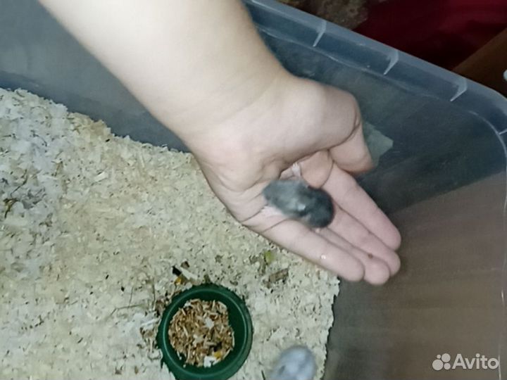 Девочка джунгарик ищет дом, 2,5недели