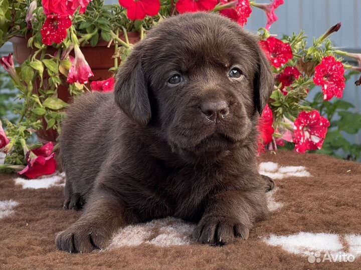 Щенки лабрадора из питомника