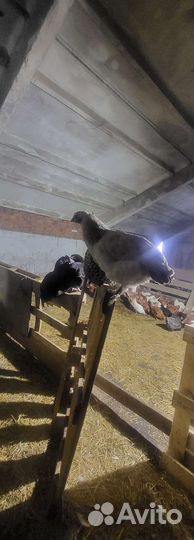 Куры петухи домашние