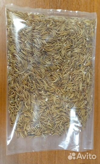 Мучной червь