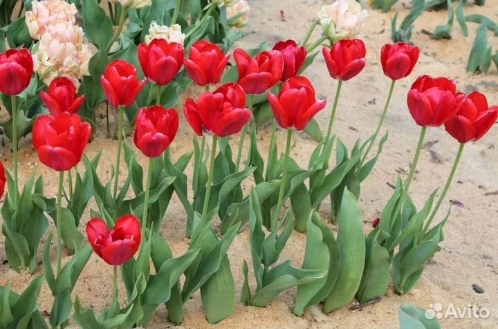 Луковицы тюльпанов оптом