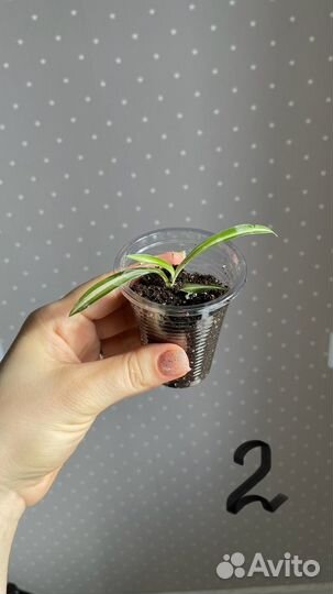 Комнатные цветы