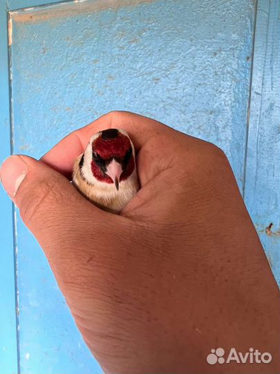 Щеглы певчие птицы