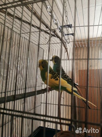 Продам попугаев
