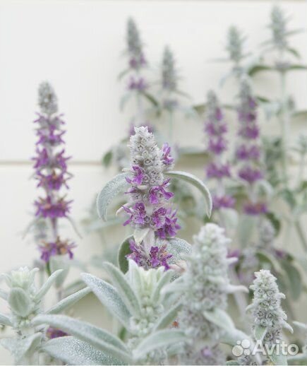 Стахис Чистец шерстистый/ овечьи ушки