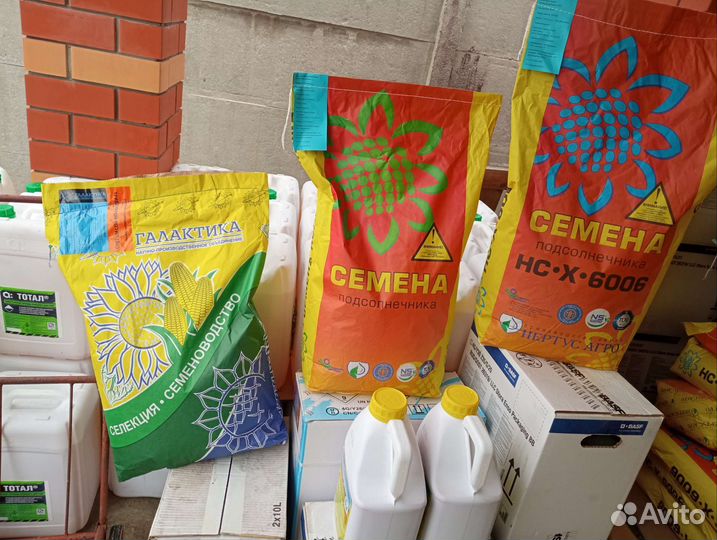 Семена подсолнечника