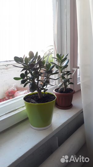 Денежное дерево(толстянка)