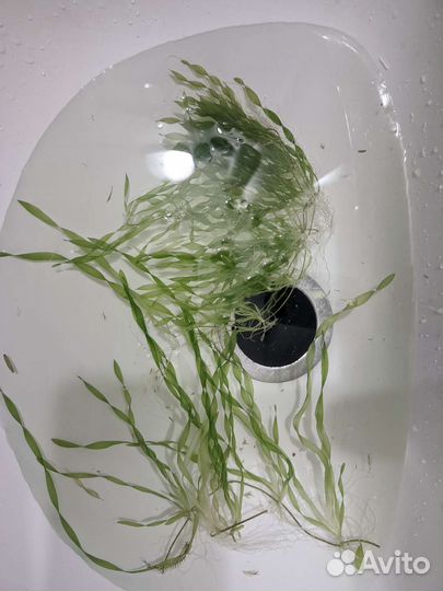 Растения, герметик, фильтр, корм