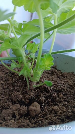 Пеларгония герань Рыжая Бестия