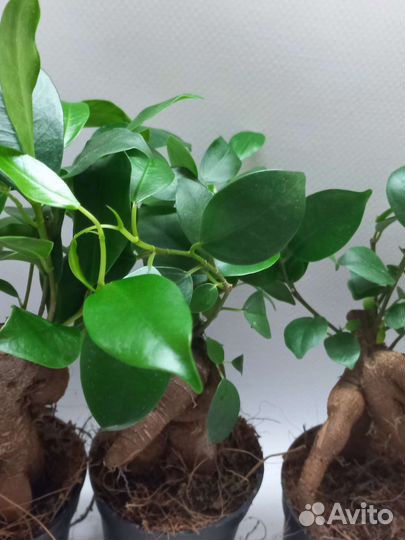 Фикус микрокарпа гинсенг