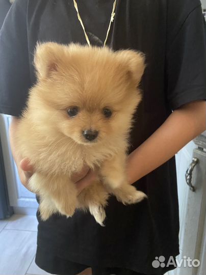 Померанский шпиц щенок девочка