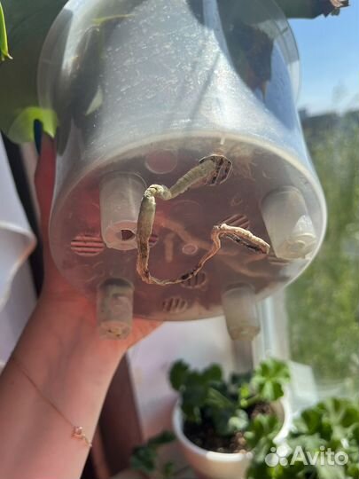 Орхидея фаленопсис биг лип