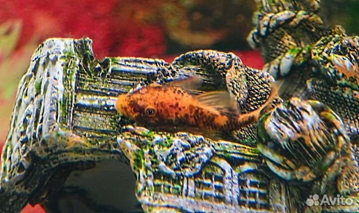 Анциструсы и Улитки Хелены